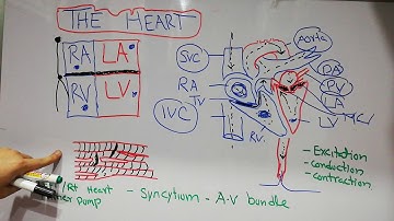 The cardiovascular system (CVS) physiology lecture 1. The human heart, how heart pumps blood.