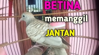 Perkutut Silver Betina Gacor Manggung Jadi Pancingan Birahi Semua Jenis Perkutut