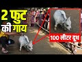 बांग्लादेश की इस बौनी गाय ने पूरी दुनिया में तहलका मचा दिया है | Dwarf Animals Hindi| Dwarf Cow