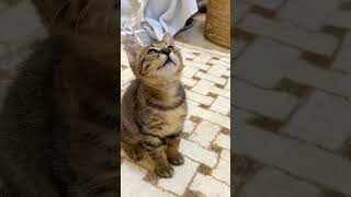 So Cute Cat A Day In The Life Of My Litte Cat