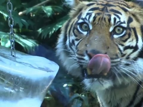 Raw: Rome Zoo Animals Cool Off With Ice Treats