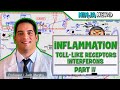 Immunology | Inflammation: Toll Like Receptors and Interferons: Part 4
