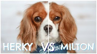 Welcome back to herky the cavalier's channel we're with a very
exciting video today! although & milton are both pure bred cavalier
king charles sp...