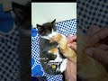 Tuxo playing with Tabby's tail #tabbyandcali #catvideos #kitten #kittenplaying #cats #catplaying