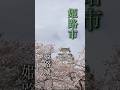 【世界遺産🏯姫路城】約千本の桜が咲き誇る絶景の地🌸【ひょうごフィールドパビリオン】