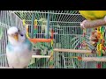 Parakeets Chirping and Playing~~~Happy and Relaxing ~~~Stress Relief