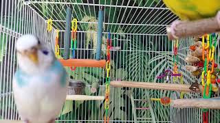 Parakeets Chirping and Playing~~~Happy and Relaxing ~~~Stress Relief