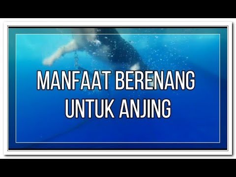 Video: Hidroterapi, Terapi Air, Dan Berenang Untuk Anjing: Manfaat, Risiko, Dan Hal Yang Perlu Dipertimbangkan