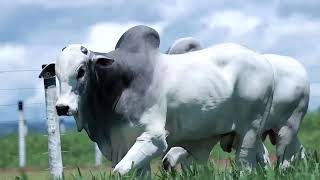 LOTE 40 MASA 809 676