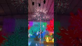 Firework Tree.#tree #trees #fireworks #firework #fireworkshow #outdoorlighting #lightingdesign