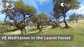 VR Meditation in the Laurel Forest with Calming Music