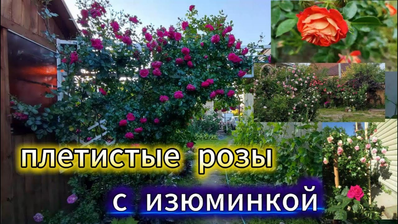 1-ая  часть  .  Розы  плетистые  с  изюминкой.