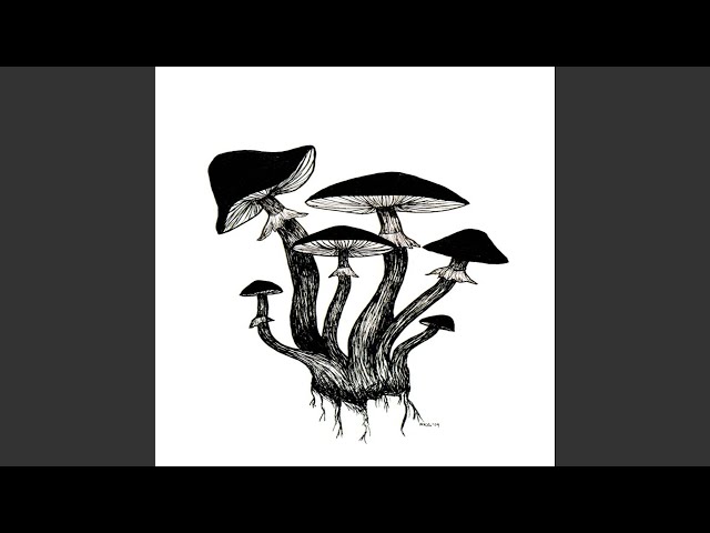 Psilocybe Cubensis