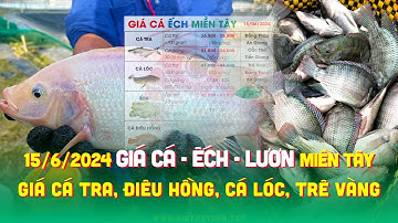 15/6/2024 ✅ Thị trường Cá Nước Ngọt #ĐBSCL ↗️ Giá Cá Tra, Điêu Hồng, Cá Lóc, Trê Vàng, Ếch & Lươn!