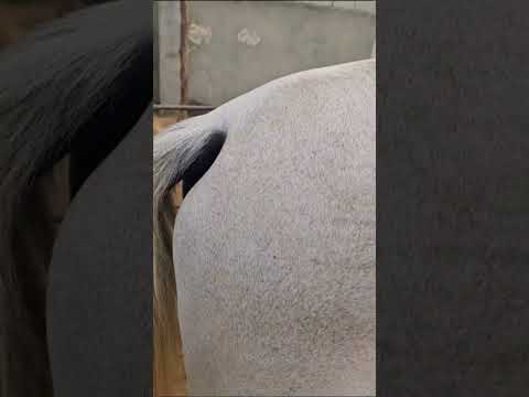 علاج حصر البول عند الحصان خيل خيول فرس Horses Shortvideo Horse Shorts Share Like