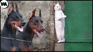 Esta es la Razón por la que los Gatos Odian a los Perros