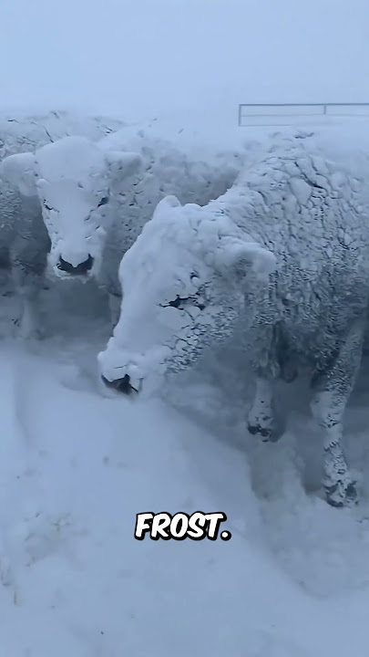 USA Freeze Everything Turns to Ice! ❄️