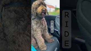 My Labradoodle Dog Loves Car Rides #cute #dog #shorts