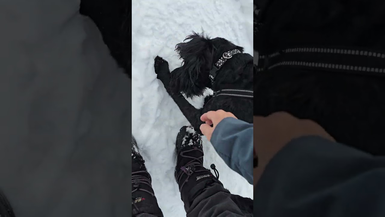 2. Wednesday Feb 25th Pack Park walk with Chewy, Pepe, Maya, Fernando, Nova & Rue 