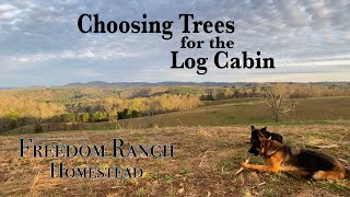 #6 Tree Harvesting ~ Freedom Ranch Homestead #6