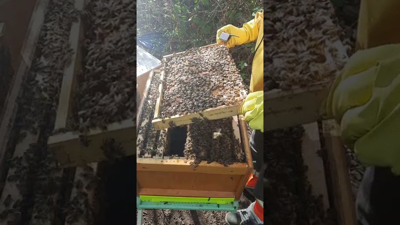 problem sa rojevim nagonom.Kako rešiti??