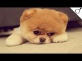 5 CACHORROS MAIS FOFOS DO MUNDO
