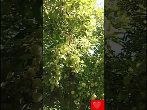 آل ل ه م ص ل و س ل م و ب آرک ع ل ﮯ ن ب ي ن آ و ح ب ي ب ن آ م