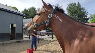 Antelope Valley Wild Mustang teaching to lead