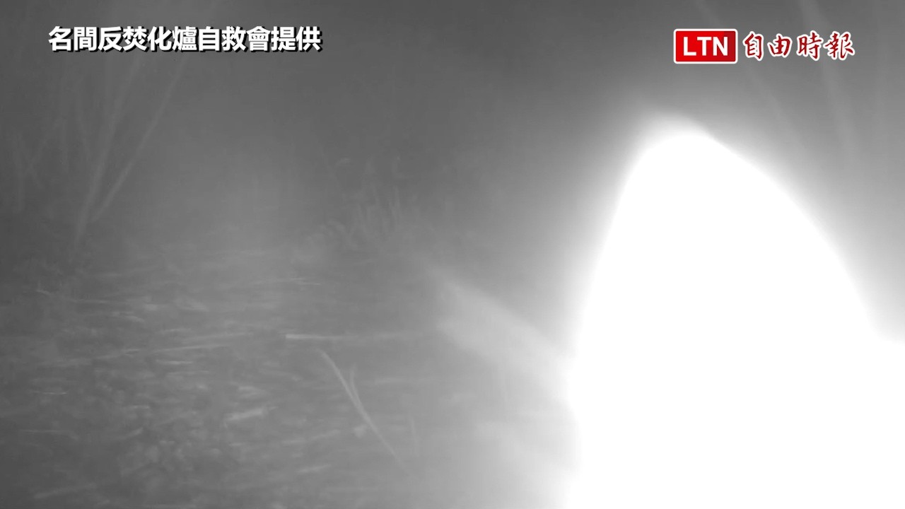 拍到了!名間焚化爐預定地驚見獨眼石虎 自救會要求全面停工 拍到了!名間焚化爐預定地驚見獨眼石虎 自救會要求全面停工