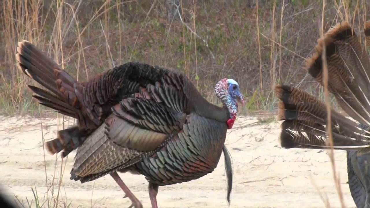 Florida Turkey Hunt 