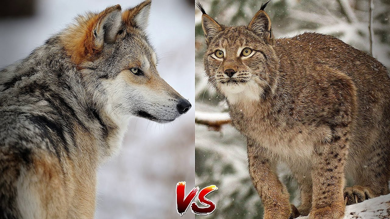 Кого сильнее рысь. Рысь против волка. Волк с рысью. Рысь против. Хищные животные Рысь и волк.