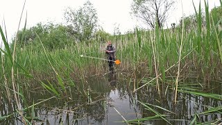 видео: Крупный Карась на боковой кивок в гуще тростника 2020. картинка: Крупный Карась на боковой кивок в гуще тростника 2020.
