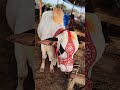Eid Ul Adha 2026| Beautiful Bull for Qurbani #shorts #Animal #Bull