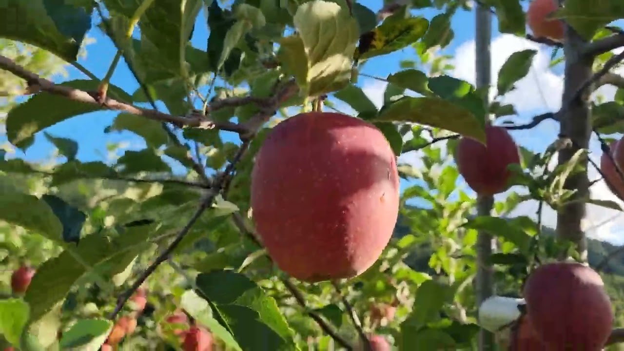 2025년 10월 15일 길매농원 감홍 수확작업