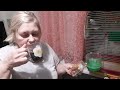 MUKBANG. ЖРУ НАНОЧЬ ВСЕ ПОДРЯД. КРЫЛЬЯ, БИСКВИТ,  СЛИВКИ....