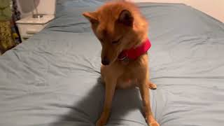 Ruffwear Float Coat Overview