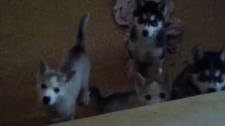 Щенки хаски в продаже Москва Щенки хаски в продаже Москва