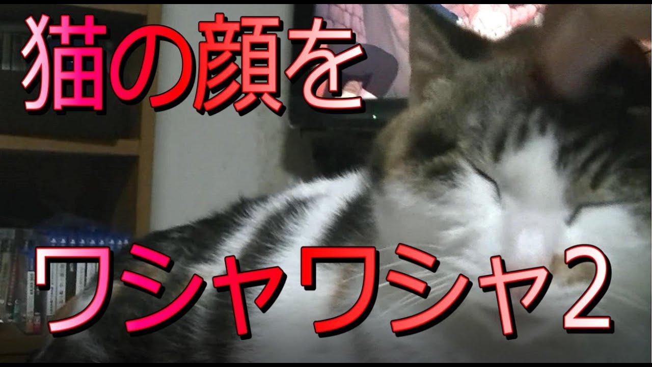 飼い猫 顔をもみくちゃにされるミーちゃん パート2 Youtube