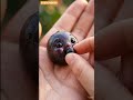 ai Black currant #short #viral #video