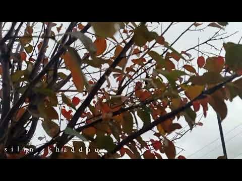 كان الامل فيك ولسا باقي فيك اوراق الخريف 