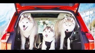 All New Volkswagen Tiguan (2018) - 4MOTION - Funny TV Commercial