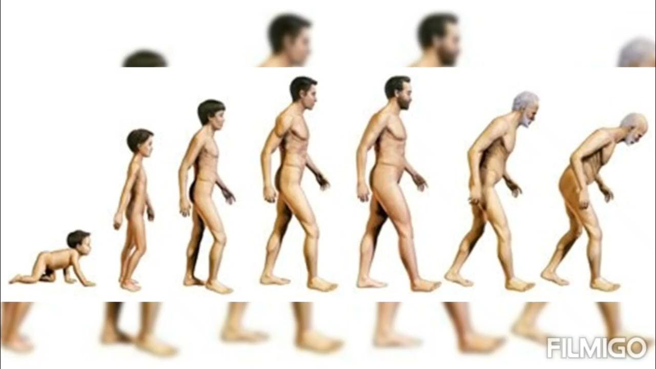 Этапы роста человека. Человек развивается. Эволюция тела человека. Тела людей разных возрастов.
