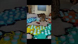 Sharing with Mouse Toy
