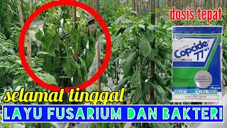 Copcide 77wp Mencegah dan mengatasi Layu Fusarium Dan Bakteri Ala Profesor Cabe