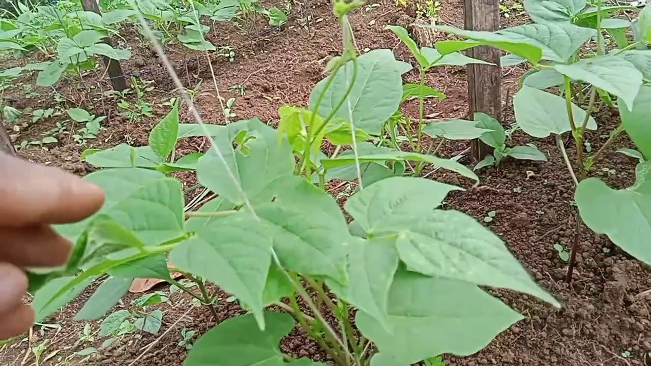 Review ke 2 Buncis pakai lanjaran tali 18 HSS tanpa pupuk bisa sehat