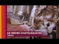 Ref:cKWlfsqAhCQ Die bremer stadtmusikanten - m�rchen (ganzer film auf deutsch)