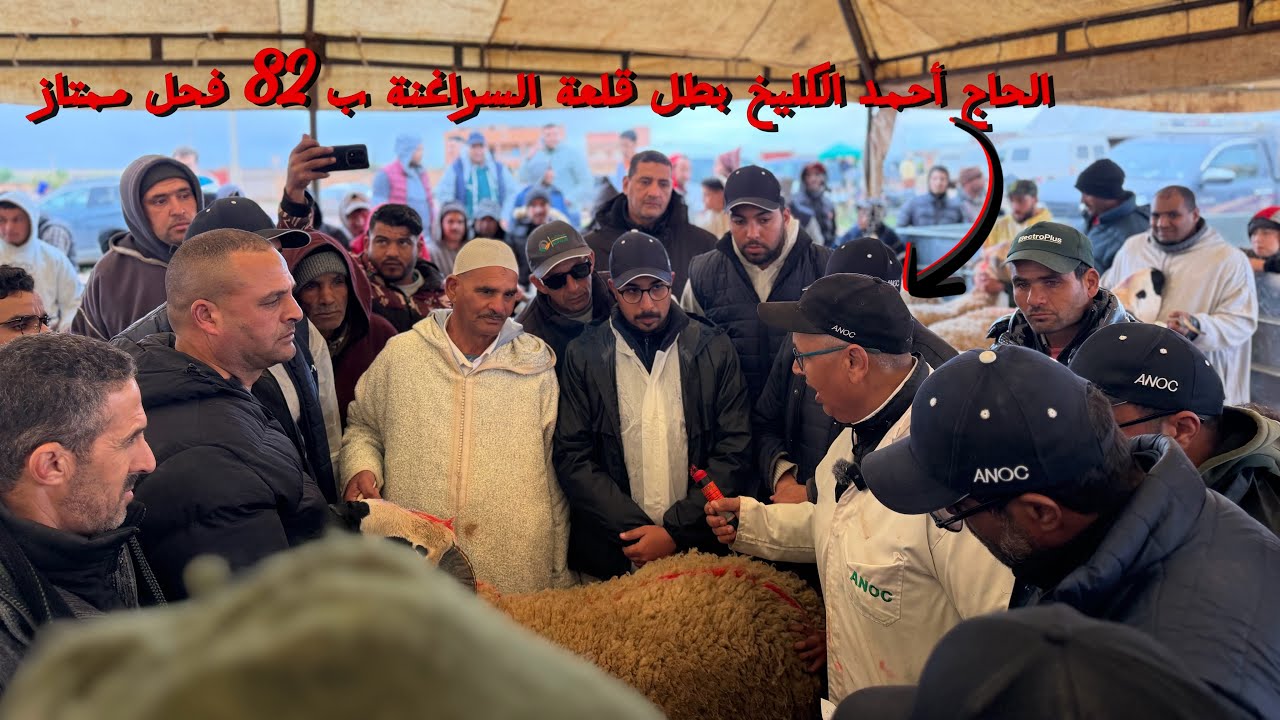 بطل قلعة السراغنة الحاج أحمد الكليخ يقدم مستوى كبير ماشاء الله و يتوج ب 82 فحل ممتاز ماشاء 