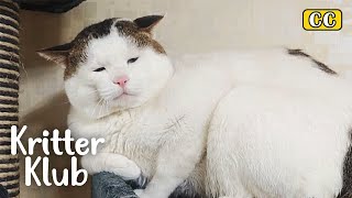 Cat That Always Makes The “It’s Unfair” Face (Part 2) | Kritter Klub