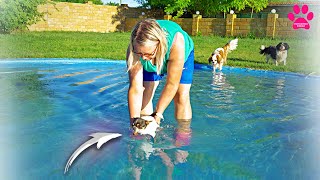 Реакция маленьких собак на бассейн! А умеют ли они плавать? Чихуахуа и Кавалер Кинг Чарльз Спаниели