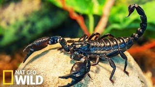 Scorpions dangereux  - Armures Animales
